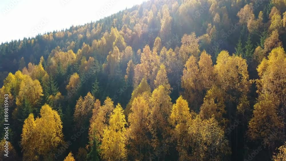 Aerial view of autumn pine forest with yellow and green trees in the mountains Aerial view of autumn pine forest with yellow and green trees in the mountains