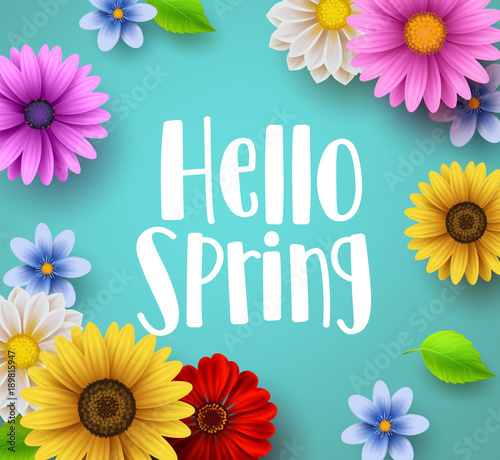 Fototapeta Naklejka Na Ścianę i Meble -  Hello spring text vector banner greetings design with colorful flower elements like daisy and sunflower in green floral background for spring season. Vector illustration.
