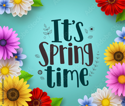 Fototapeta Naklejka Na Ścianę i Meble -  It's spring time text vector greeting design with colorful spring flower elements like daisy and sunflower in green floral background for spring season. Vector illustration.

