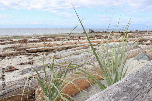 Little Yorkie on Paradise Seaside Beach Vacation