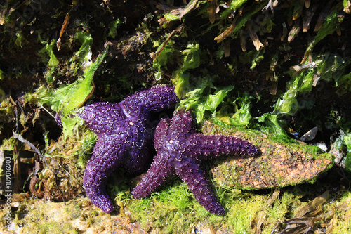 Starfish at the Pacific Ocean Seaside