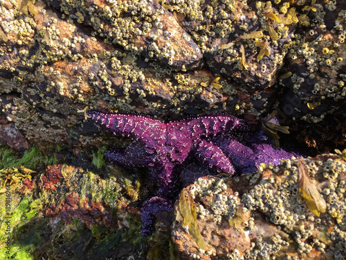 Starfish at the Pacific Ocean Seaside