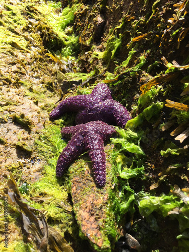 Starfish at the Pacific Ocean Seaside