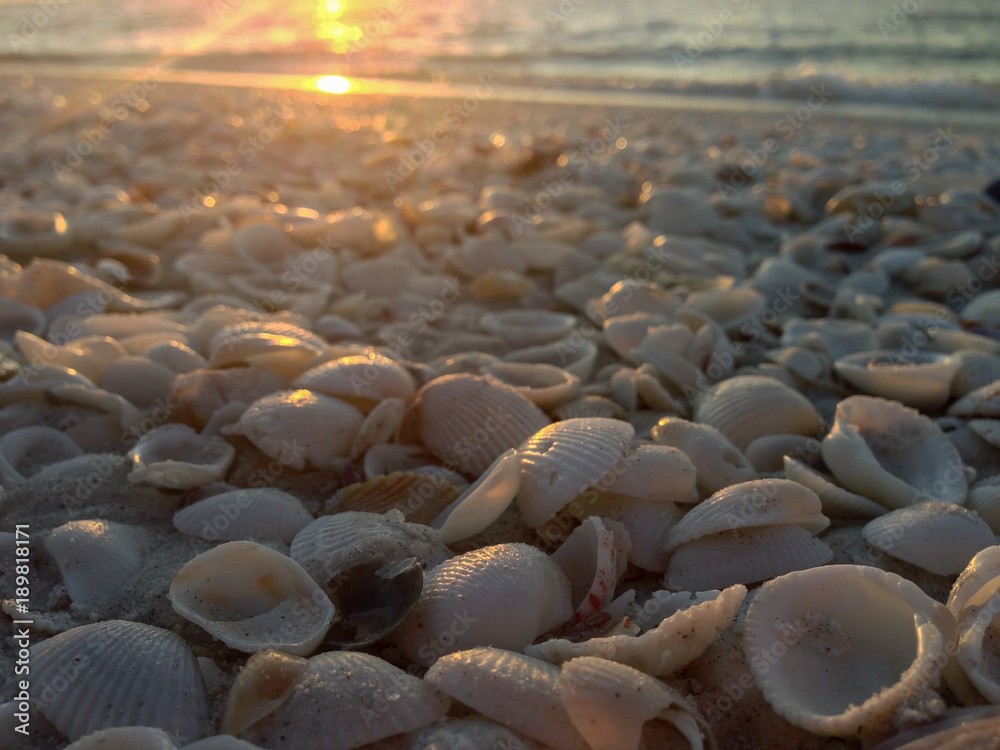 Fototapeta premium Gulf Shores Seashells