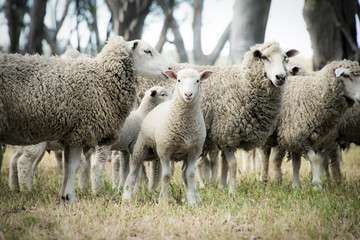 Ingelijste posters Schaap Lammetje tussen kudde schapen  © jodie777