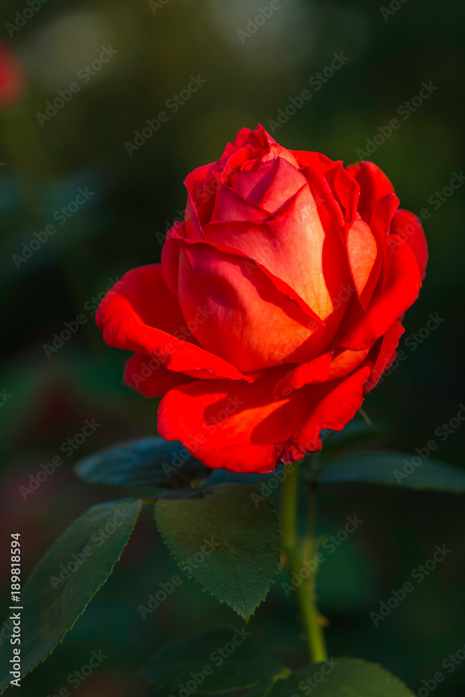 Red rose in garden summertime in bright sunny day Red rose in garden summertime in bright sunny day