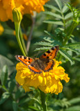 Tortoiseshell Butterfly on flower in the garden