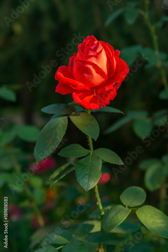 Red rose in garden summertime in bright sunny day