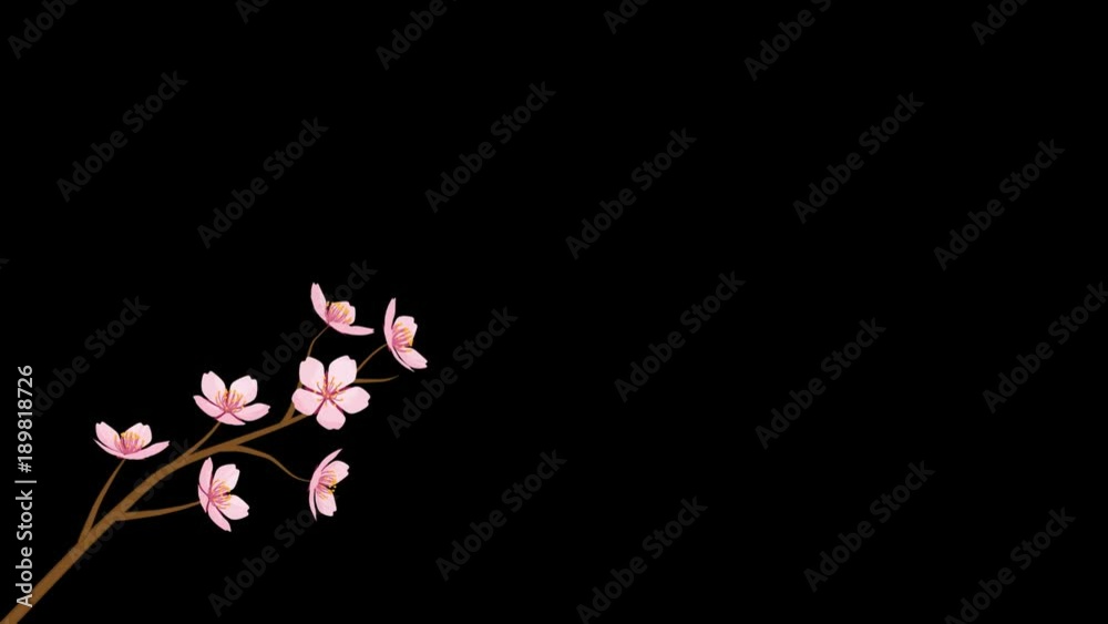 Alpha channel file, Blooming flower Cherry Blossom branch animation -Below Position