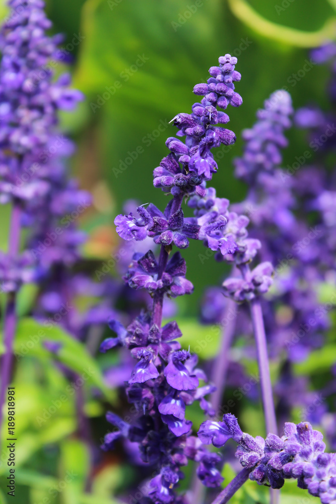 Colorful Spring and Exotic Flowers Colorful Spring and Exotic Flowers
