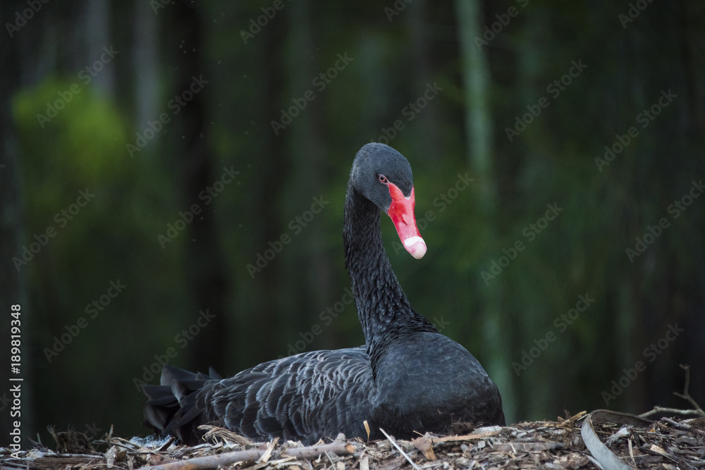 Fototapeta premium Swan Nesting