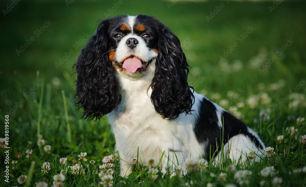 Cavalier King Charles Spaniel sitting in green grass