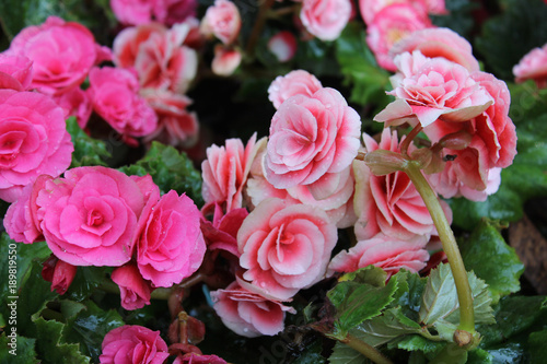 closeup sweet white pink begonia flowers