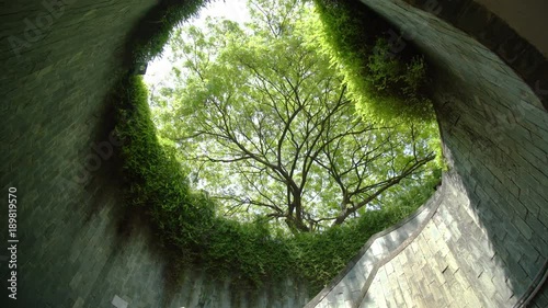 Tree over the underground walk