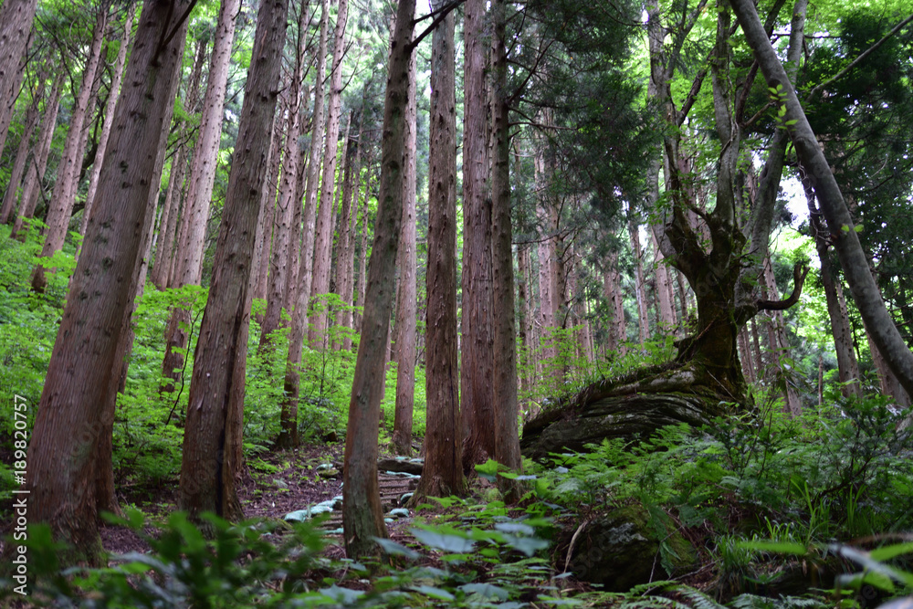 岡山県の岩井滝の近くの杉林