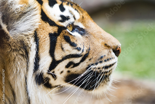 Fototapeta Naklejka Na Ścianę i Meble -  Tiger face close up