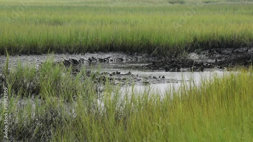 a salt marsh in north carolina photo