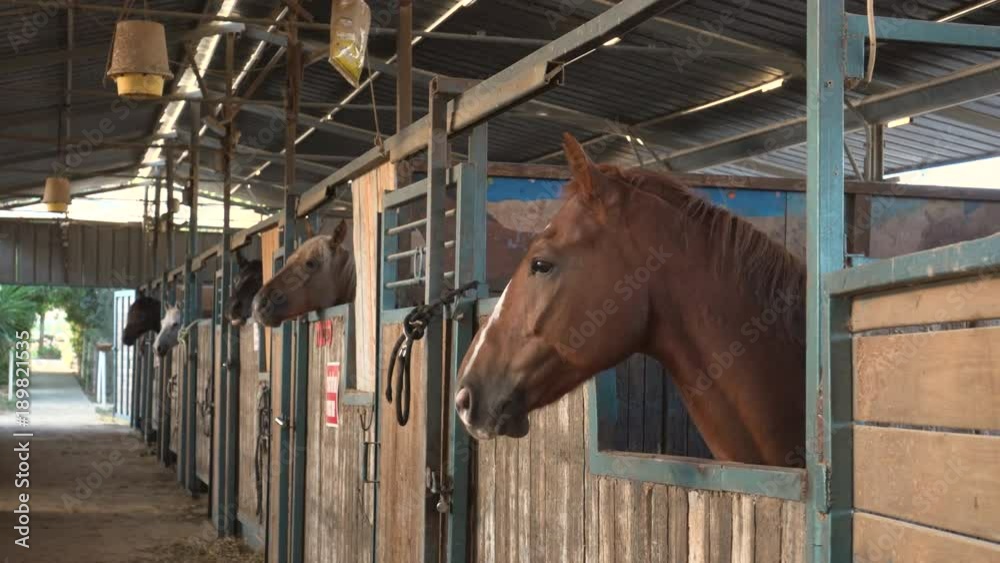 Riding School, Horses In Stables, Farm