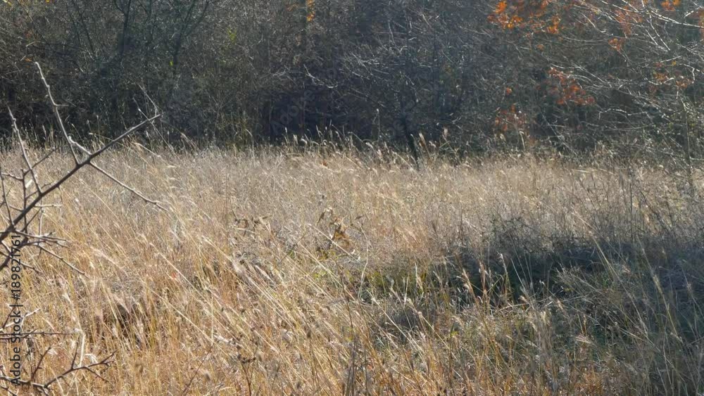 A dog is running in the grass for a stick A dog is running in the grass for a stick