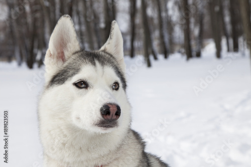 Siberian Husky dog black and white colour with blue eyes in winter