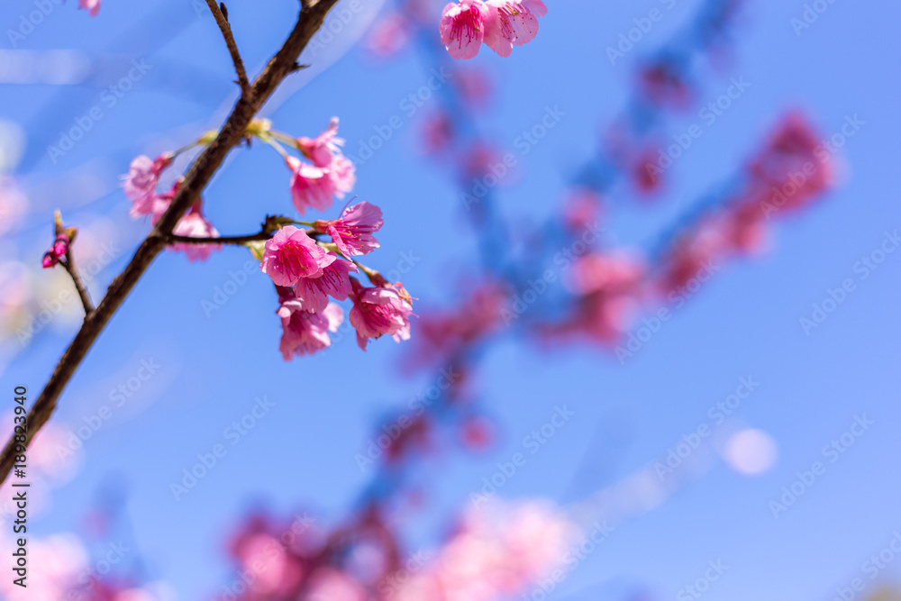 Soft focus, beautiful sprig cherry blossom. Prunus cerasoides in Thailand, Soft focus, beautiful sprig cherry blossom. Prunus cerasoides in Thailand,