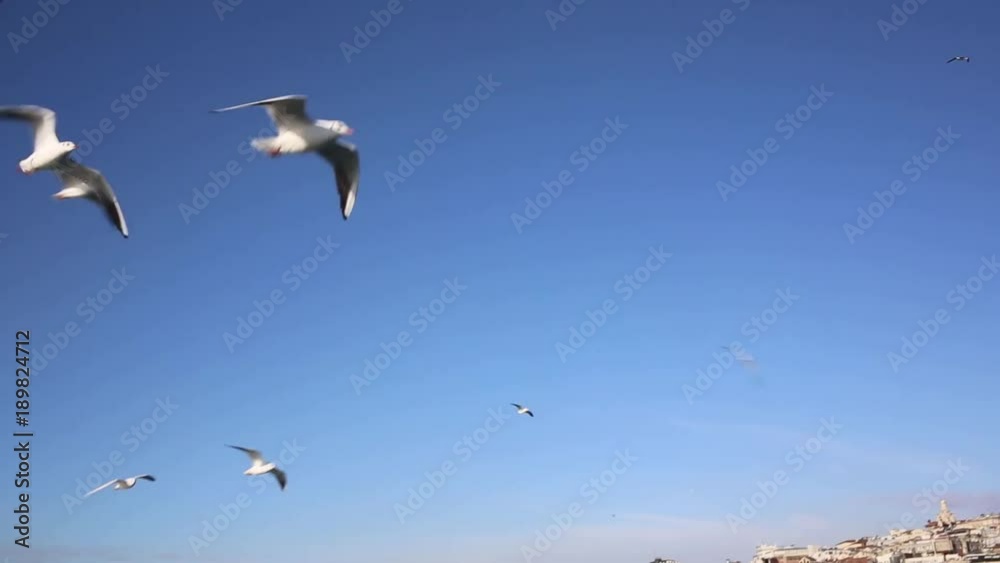 Kittiwakes and other gulls and sea birds kittiwakes are a type of gull in a big, boisterous flock, diving into the water to get baitfish, camera movement panning to the right. Kittiwakes and other gulls and sea birds kittiwakes are a type of gull in a big, boisterous flock, diving into the water to get baitfish, camera movement panning to the right.