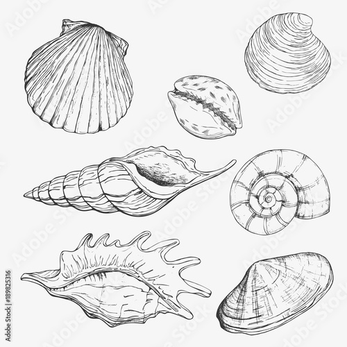 Sea shell. Hand drawn vector illustrations - collection of seashells. Marine set