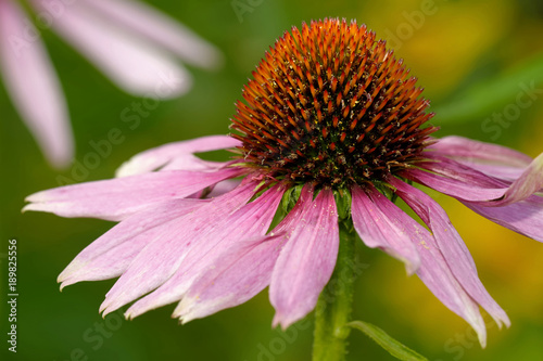 echinacea