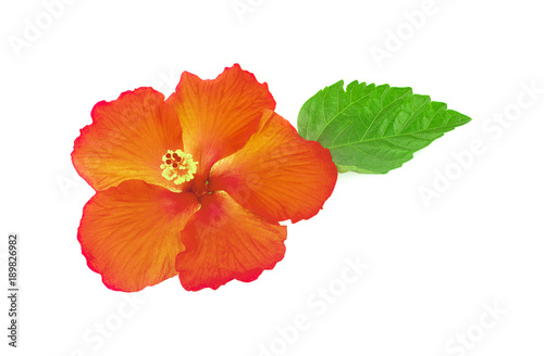 bright large flower of hibiscus isolated on white background