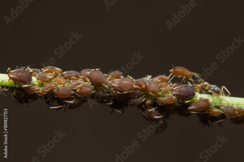 Macro Pea aphids (Scientific name: Aphis craccivora Koch.) photo
