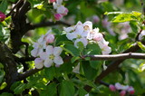 Pięknie zakwitnięte kwiaty na gałęzi jabłoni