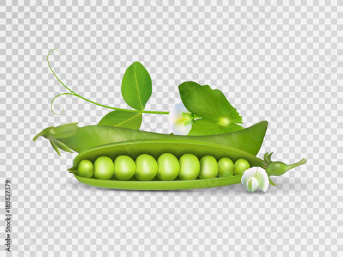 Vector photo-realistic pods of green peas with leaves on transparent background. 3d green peas illustration.