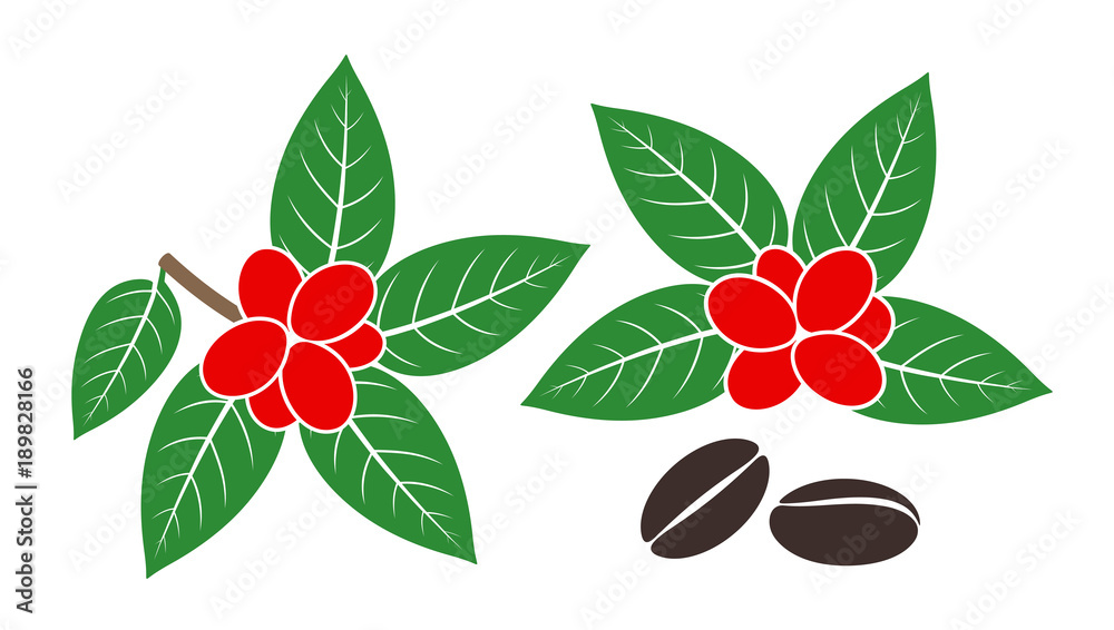 Coffee plant. Isolated coffe beans on white background Coffee plant. Isolated coffe beans on white background