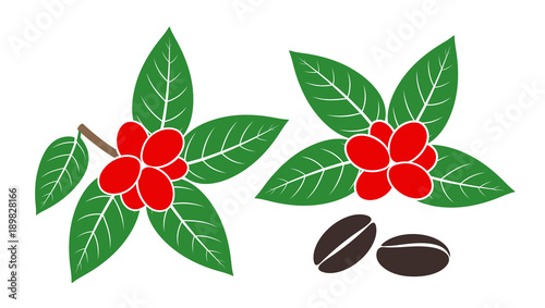 Coffee plant. Isolated coffe beans on white background