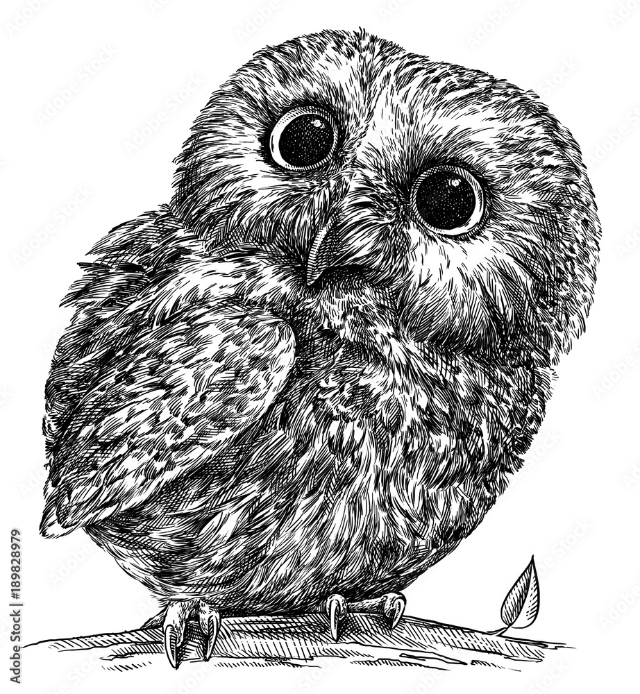 black and white engrave isolated owl illustration Stock Illustration ...