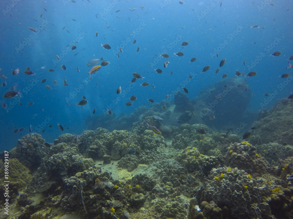fish and natural underwater life fish and natural underwater life