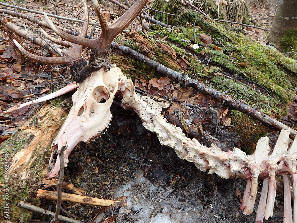 Obraz premium deer torn wolves, deerskin torn wolves,