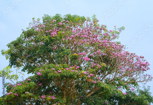 tree and pink flower in the blue sky