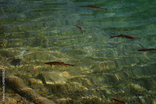 An image of fishes swimming in a lake, taken in the national park Plitvice, Croatia © djevelekova