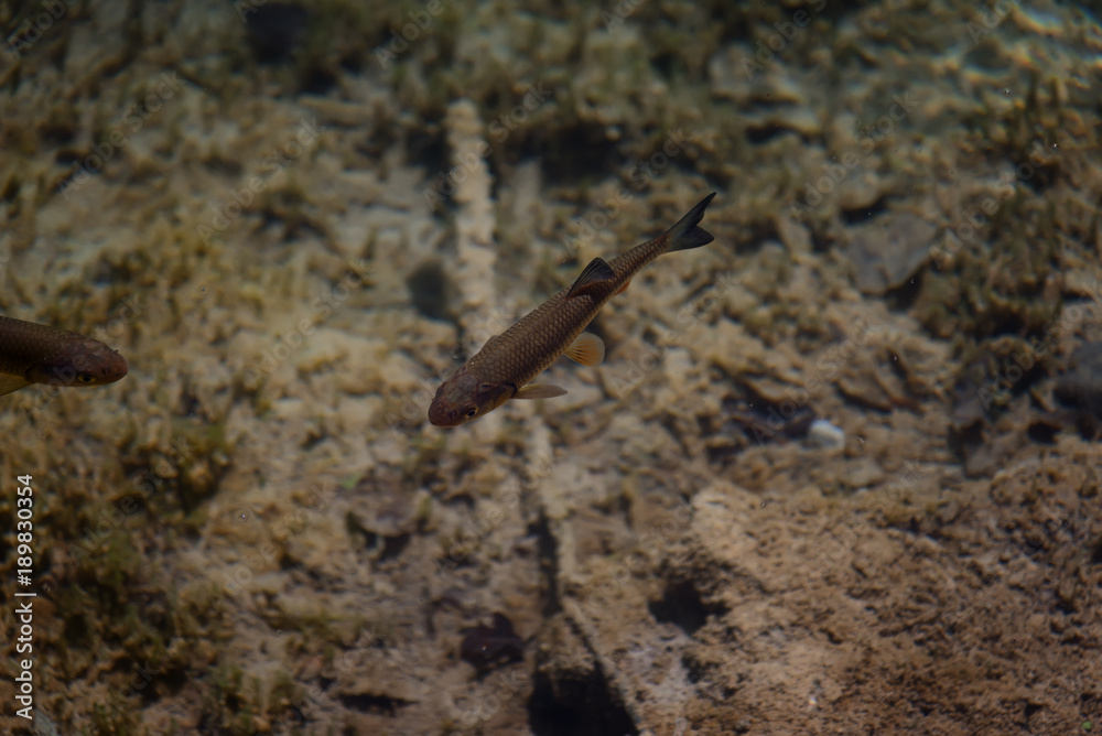 An image of fishes swimming in a lake, taken in the national park Plitvice, Croatia