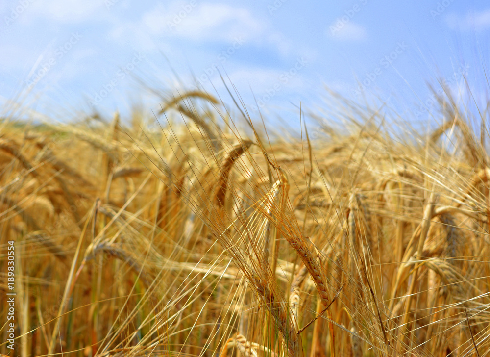 Beautiful ripening ears under the blue sky. Countryside. Agriculture, field. Landscape, nature, autumn. Beautiful ripening ears under the blue sky. Countryside. Agriculture, field. Landscape, nature, autumn.