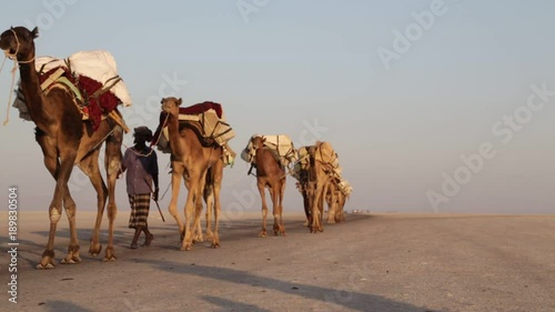 ETHIOPIA,DANAKIL-CIRCA  JANUARY 2018--unidentified   worker and camels carovan in the sunset photo