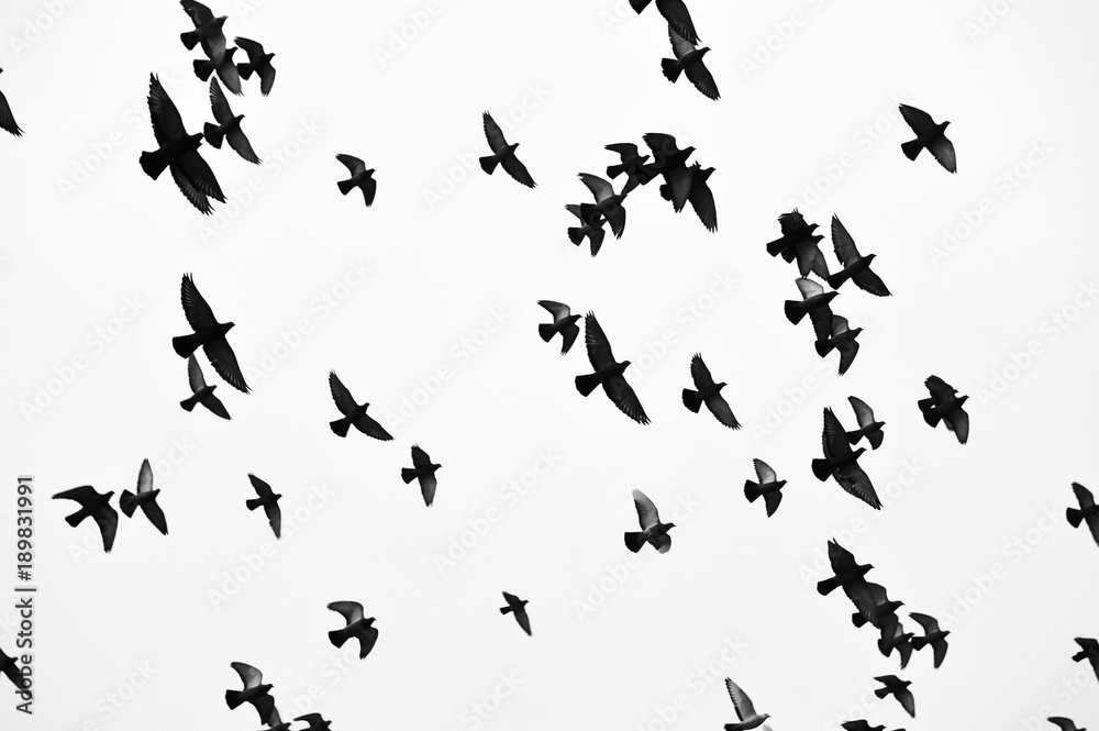 Birds in flight, freedom. Silhouette. Flock of birds. Birds in flight, freedom. Silhouette. Flock of birds.