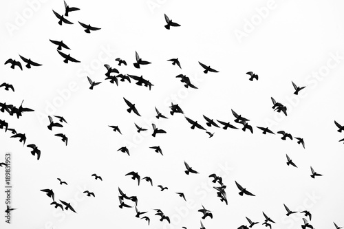 Birds in flight, freedom. Silhouette. Flock of birds. © habilis123