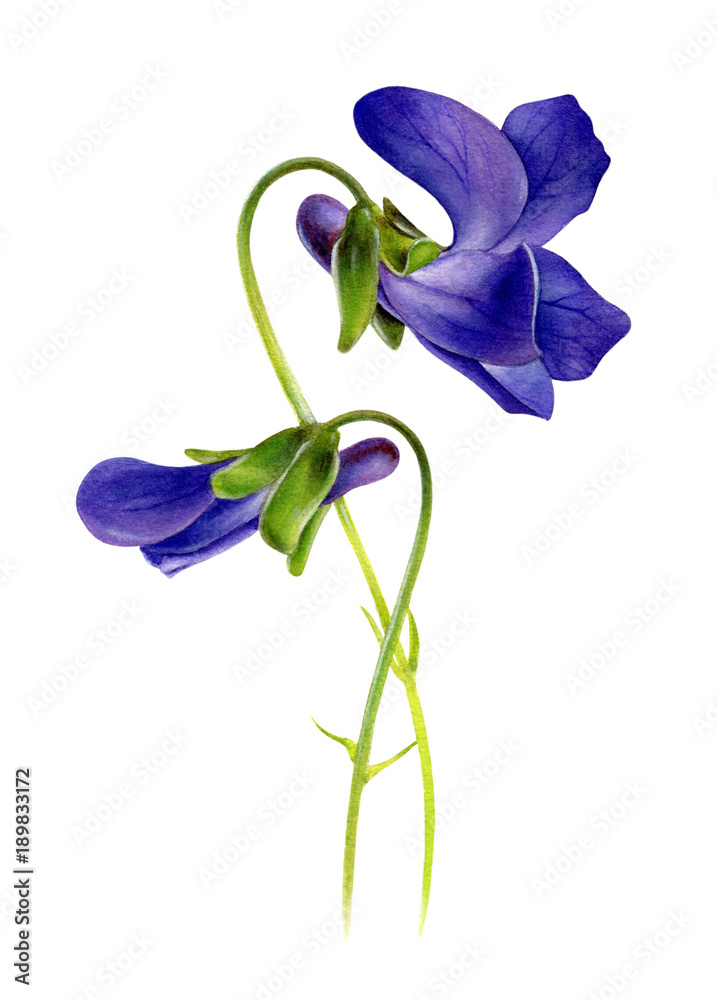 Purple violets. Watercolor botanical illustration isolated on white background. Realistic viola odorata. Hand drawn spring flower.