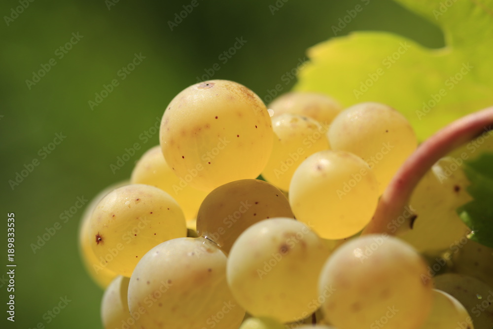 white wine grape in vineyard