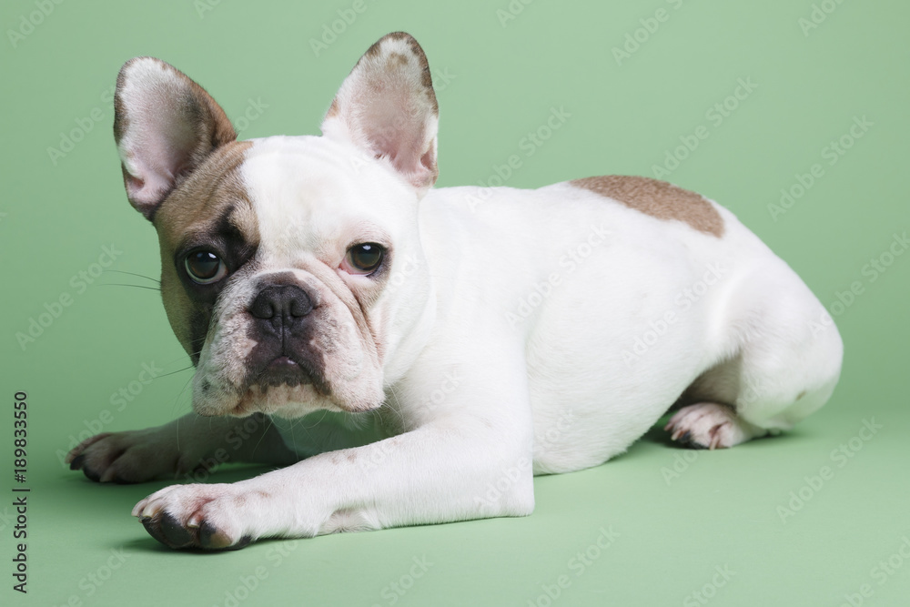 Fototapeta premium Mollie French Bulldog