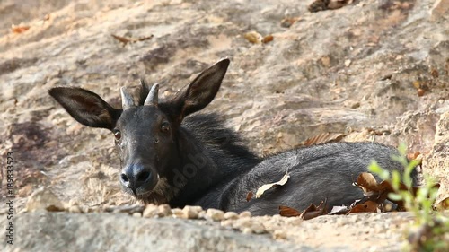 Serow laying in chiangmai Thailand photo