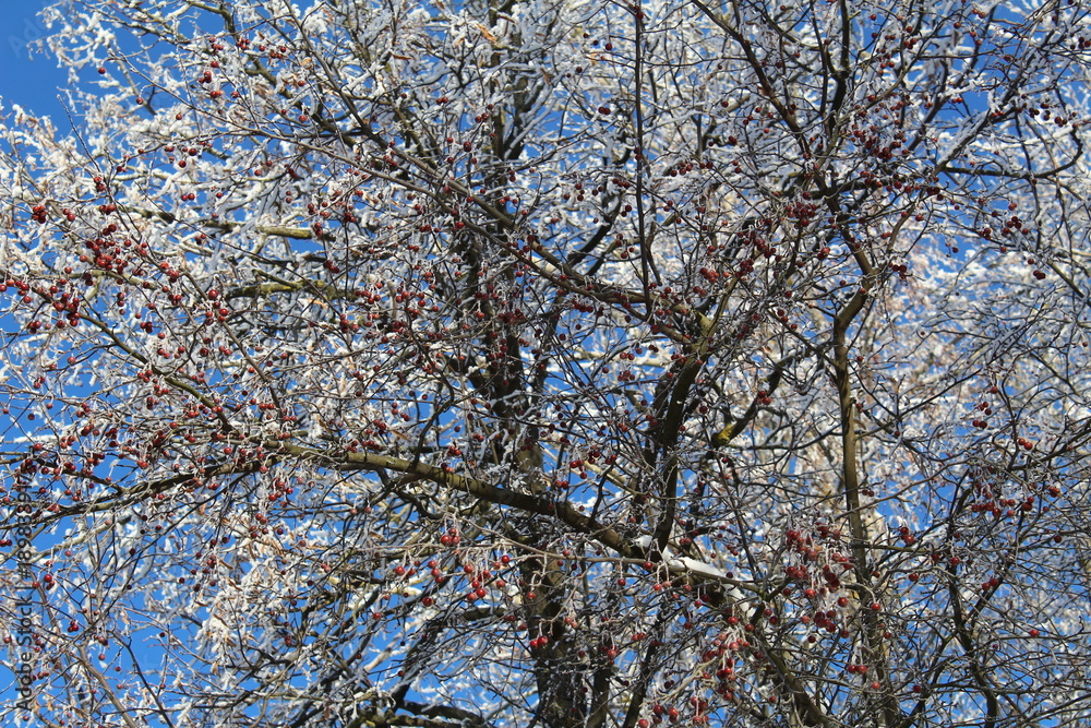 A tree with berries on blue sky background in winter.
