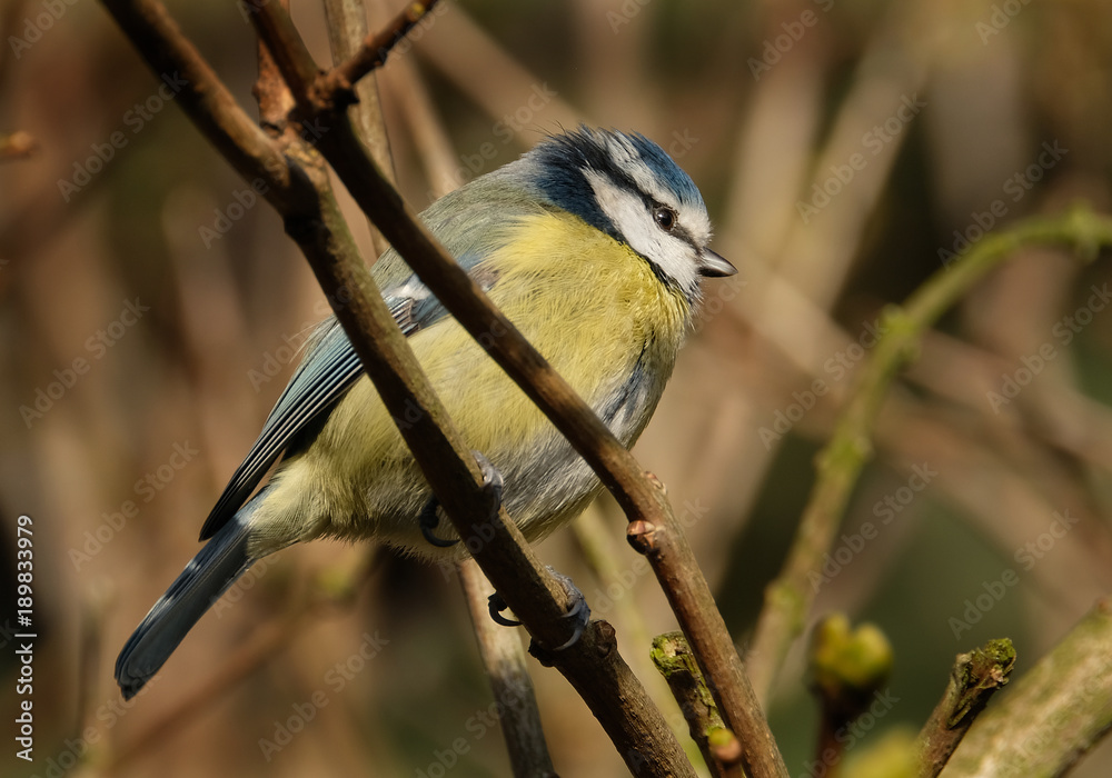 Obraz premium The Eurasian blue tit is a small passerine bird in the tit family Paridae. It is easily recognisable by its blue and yellow plumage and small size.